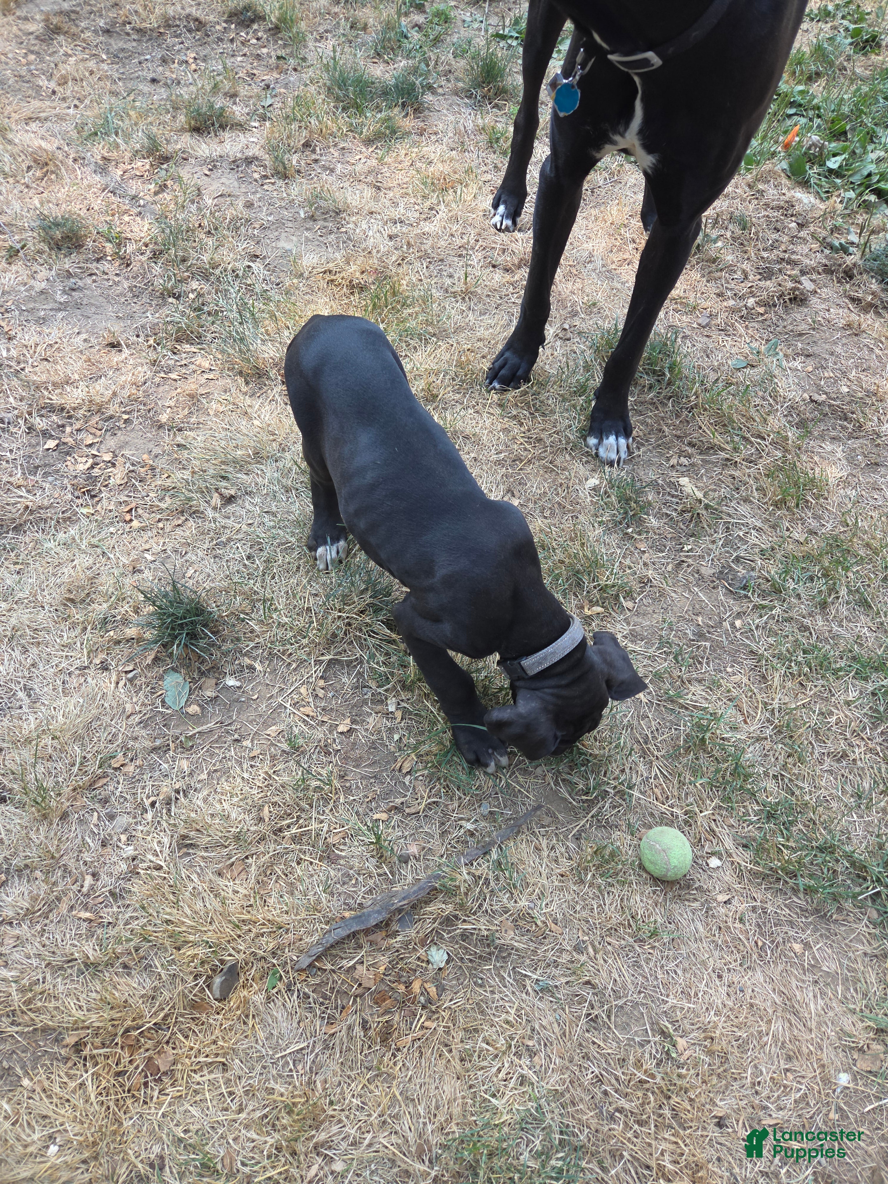 Great Dane dogs Great Dane 6 Grey collar - Ad 2