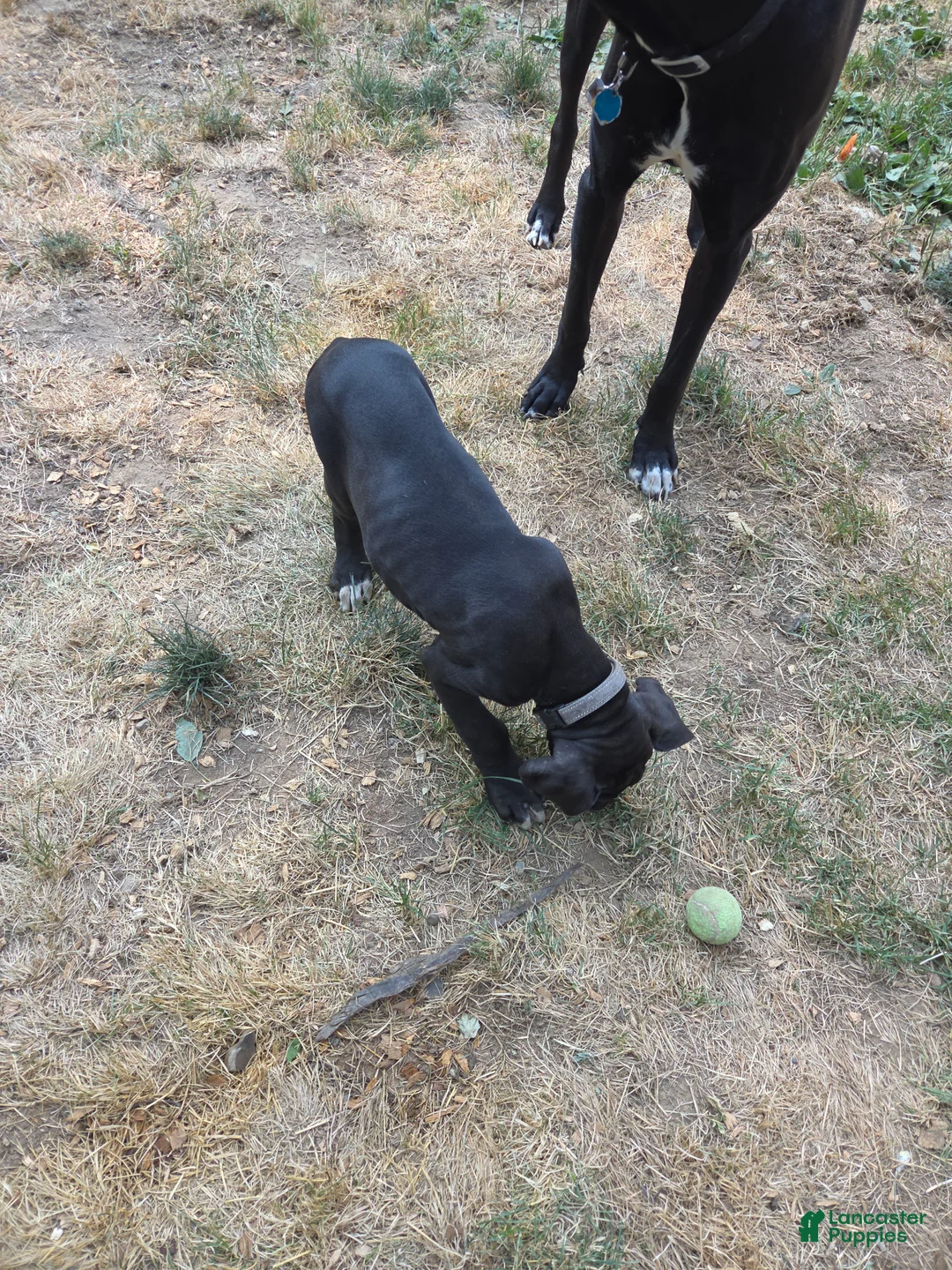 Great Dane dogs for sale: Great Dane 6 Grey collar - Ad 2