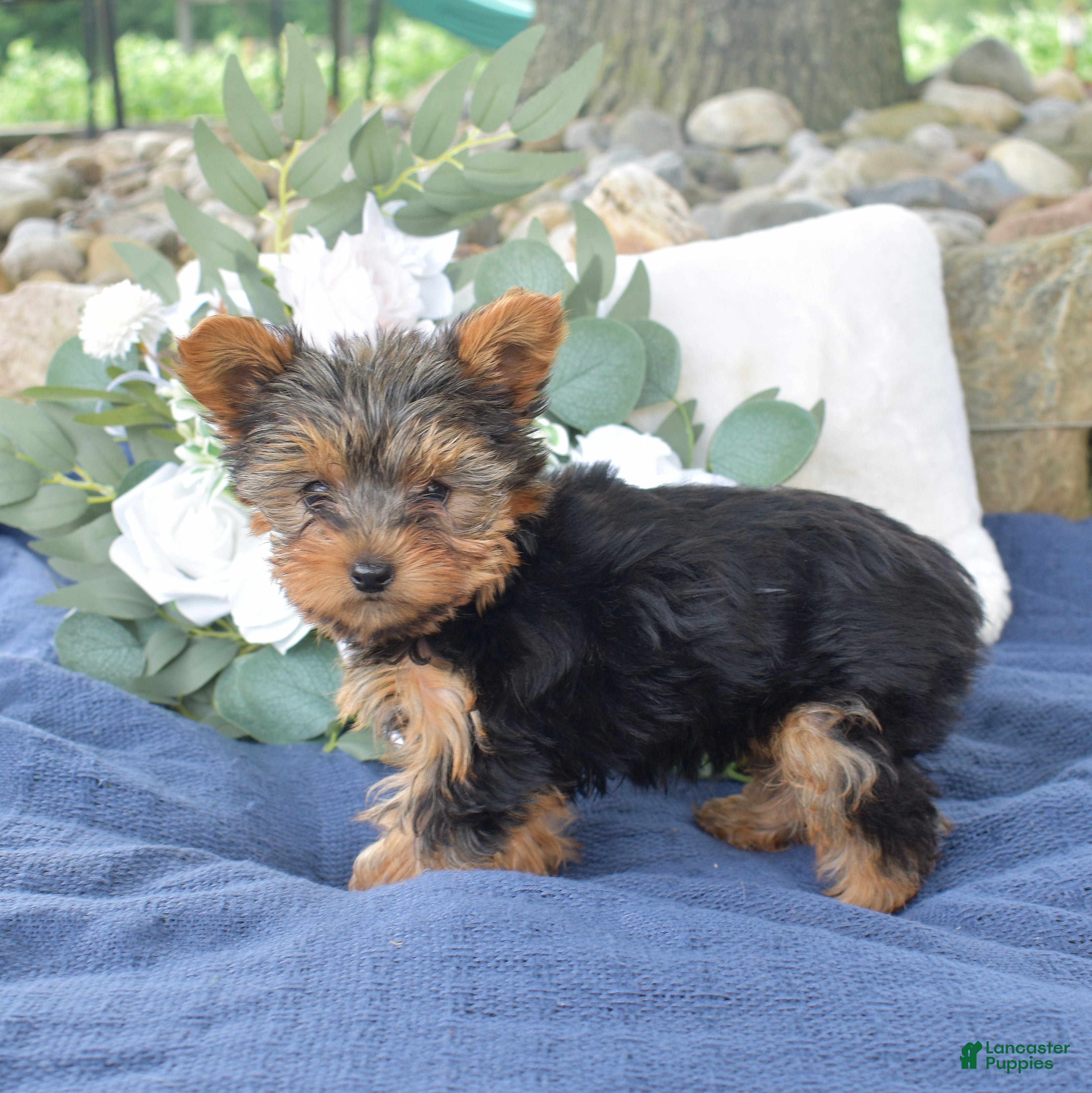 Yorkshire Terrier dogs Pretzel - Ad 2