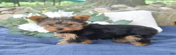 Yorkshire Terrier dogs for sale: Pretzel - Ad 2