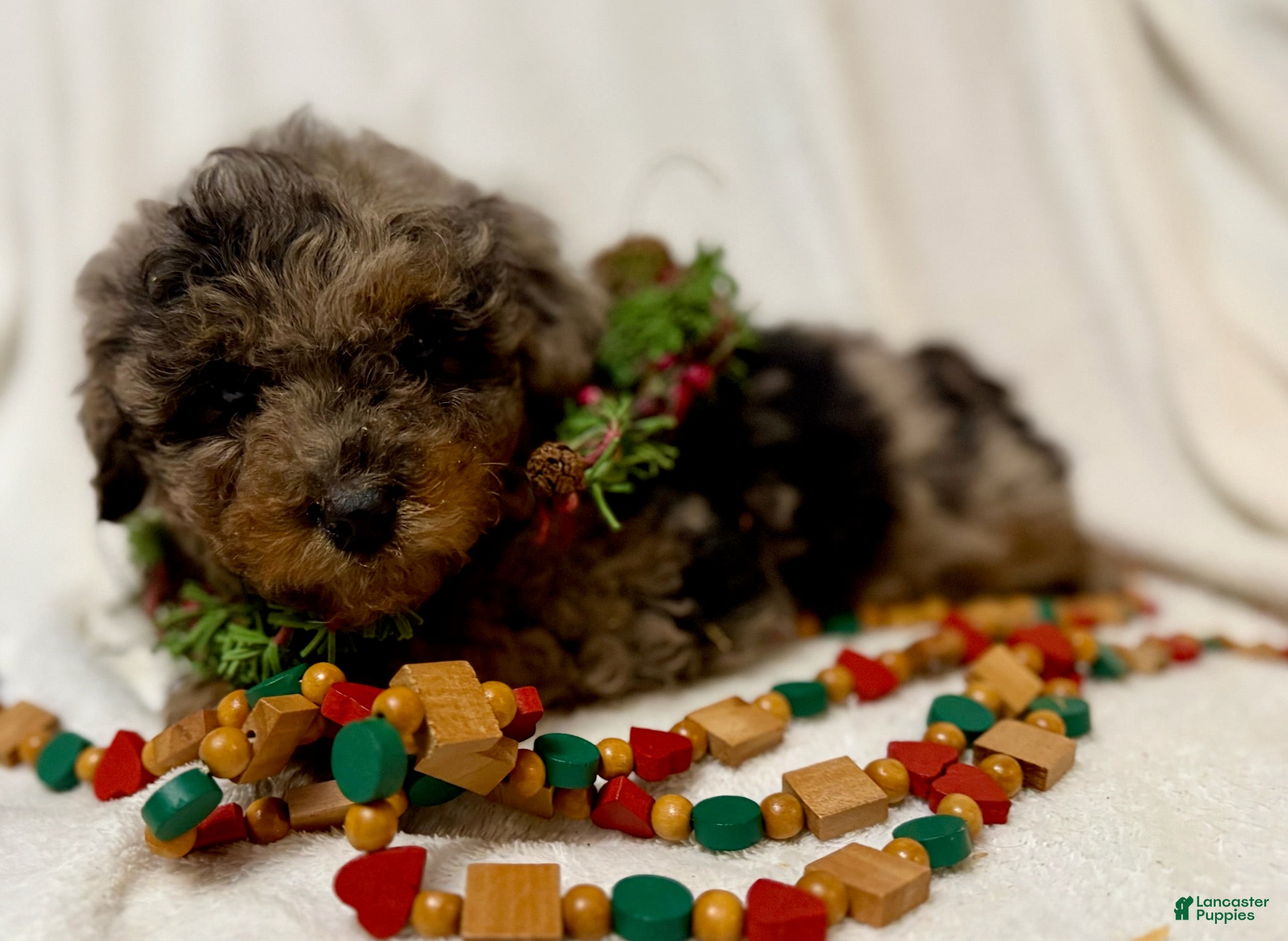 Mini Aussiedoodle dogs Skywalker - Ad 42