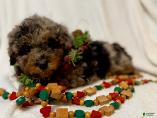 Mini Aussiedoodle dogs Skywalker - Ad 42