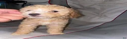 Double Doodle dogs for sale: Double Doodle 3 - Ad 7