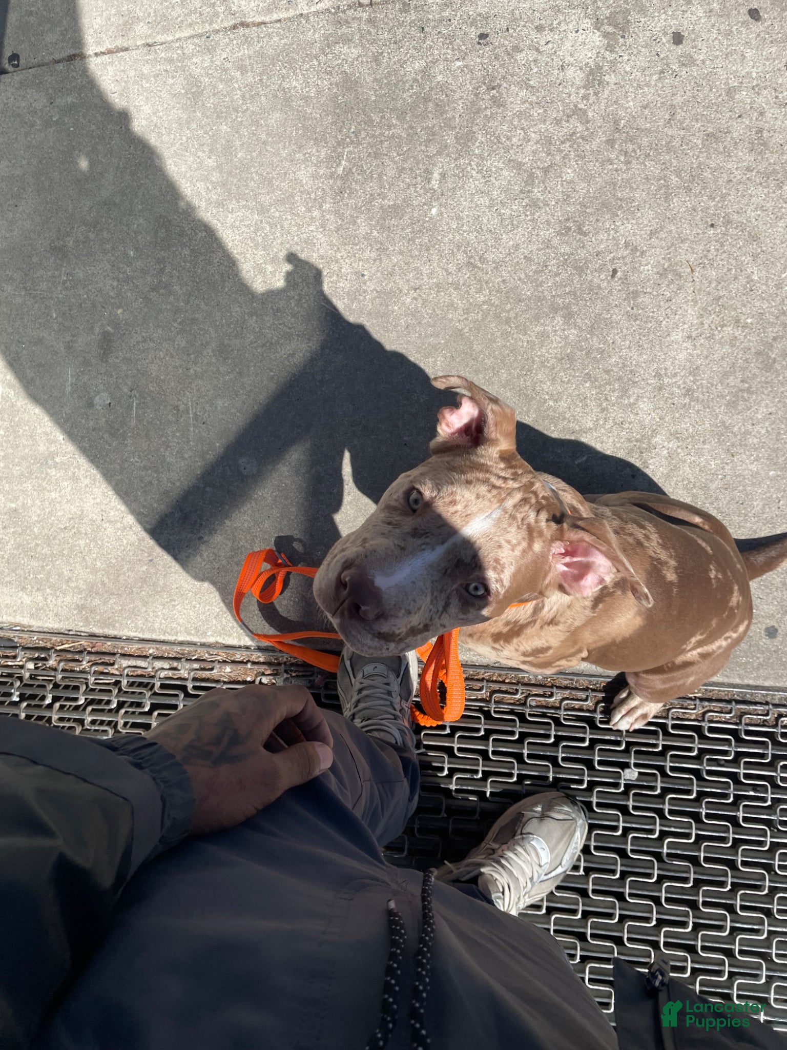 American Pit Bull Terrier dogs American Pit Bull Terrier Puppy 1 - Ad 13