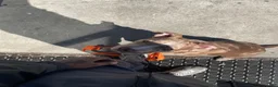 American Pit Bull Terrier dogs for sale: American Pit Bull Terrier Puppy 1 - Ad 1