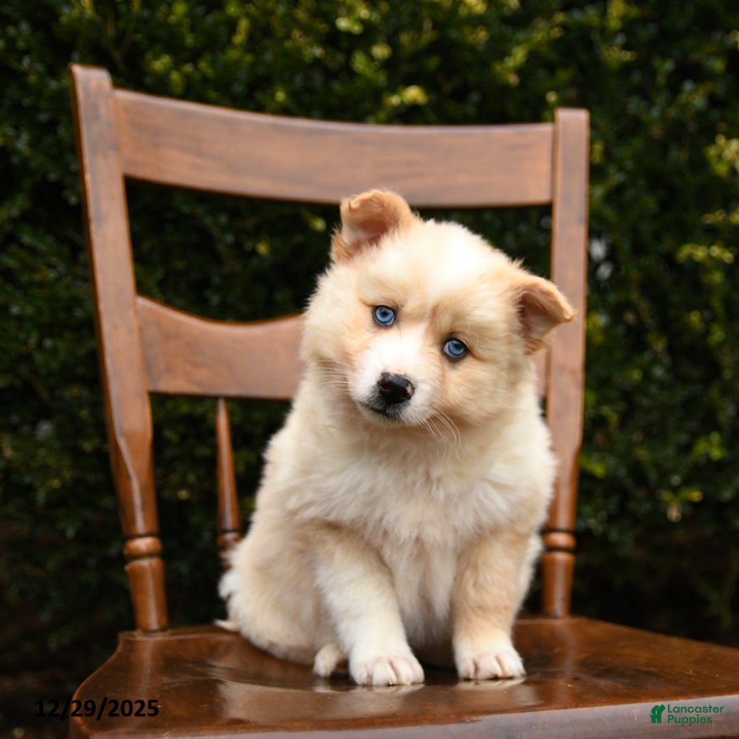 Mixed Breed dogs for sale: Orbit - Ad 1