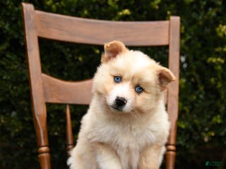 Mixed Breed dogs Orbit - Ad 35