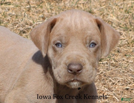 Great Dane dogs Hope - Ad 1