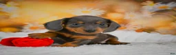 Miniature Dachshund dogs for sale: Dominic - Ad 5