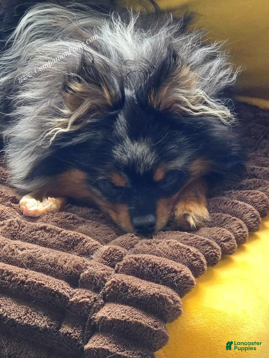 Pomeranian dogs for sale: Deep Copper Points Black Merle - CH lines - Timber - Ad 7