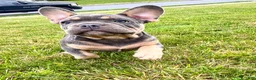 French Bulldog dogs for sale: Lola - Ad 13