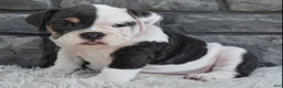 Beabull dogs for sale: Bella  - Ad 3