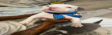 American Bully Puppy 8