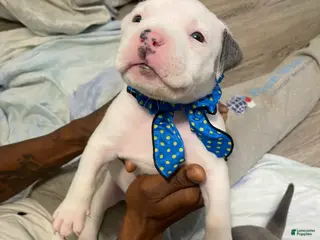 American Bully dogs American Bully Puppy 8 - Ad 12