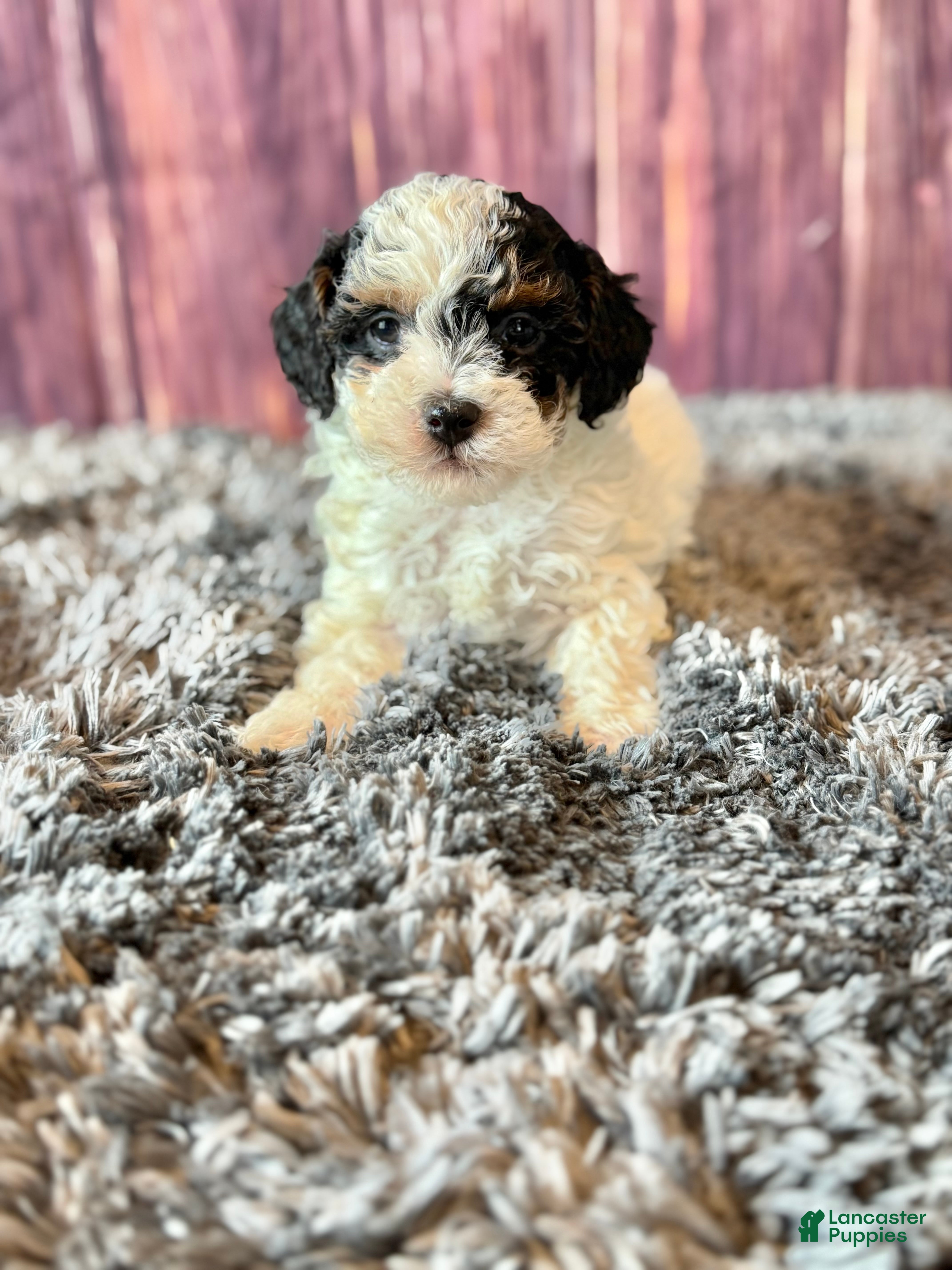 Miniature Poodle dogs Dottie - Ad 2
