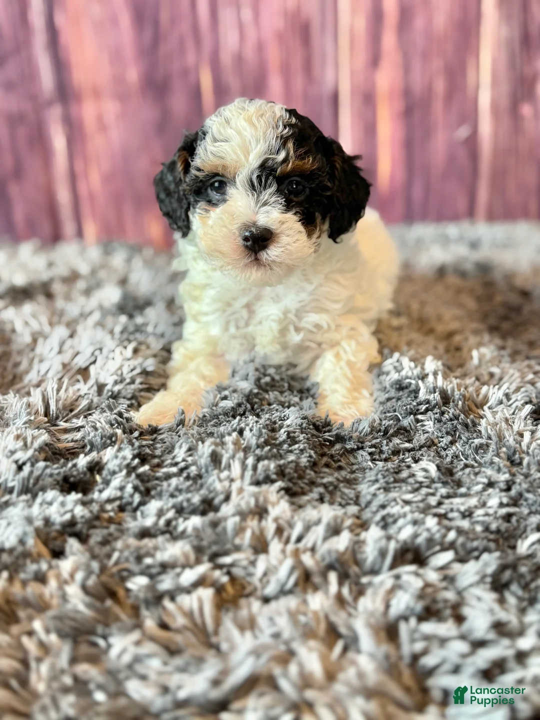 Miniature Poodle dogs for sale: Dottie - Ad 2