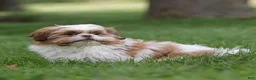Shih Tzu dogs for sale: Rusty Shih Tzu  - Ad 3