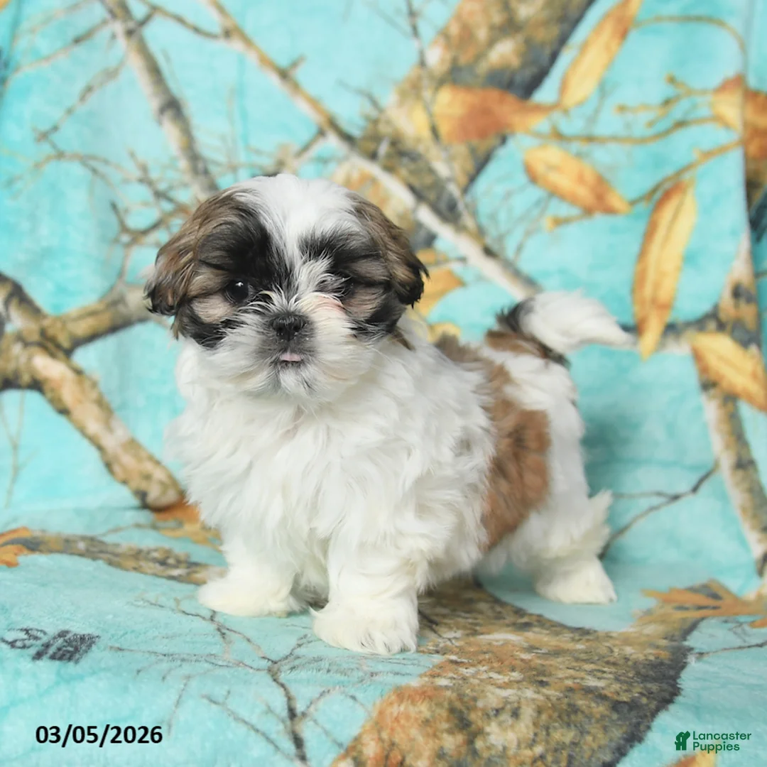 Shih Tzu dogs for sale: Muffy - Ad 3