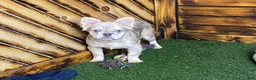French Bulldog dogs for sale: Max - Ad 4