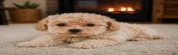 Miniature Poodle dogs for sale: Lucy - Ad 5