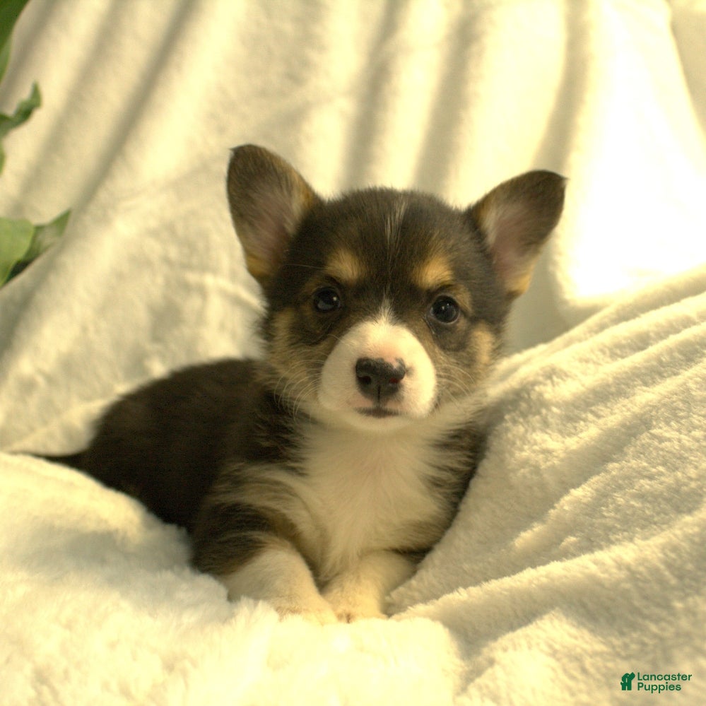 Welsh Corgi Pembroke dogs Diva - Ad 1