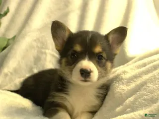 Welsh Corgi Pembroke dogs for sale: Diva - Ad 4