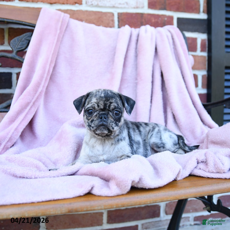 Pug dogs Tulip - Ad 2