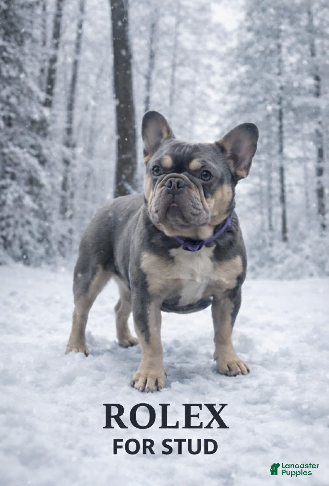 French Bulldog dogs French Bulldog 1 puppies - Ad 22