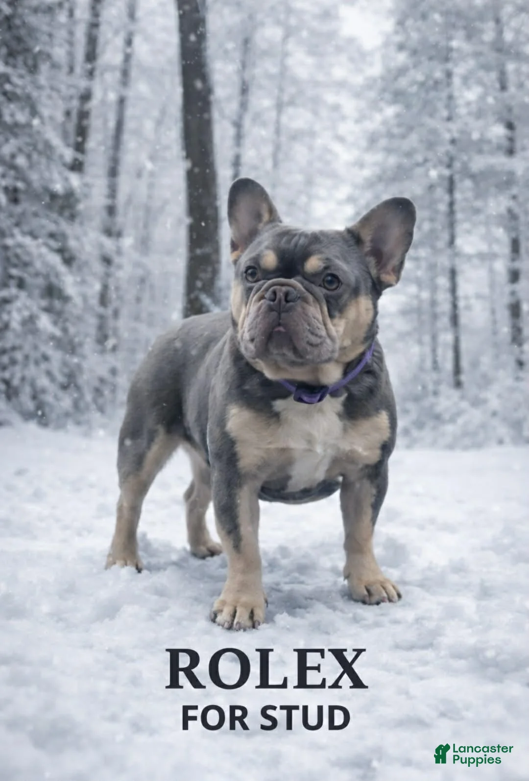 French Bulldog dogs for stud: French Bulldog 1 puppies - Ad 1