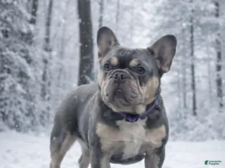 French Bulldog dogs French Bulldog 1 puppies - Ad 22