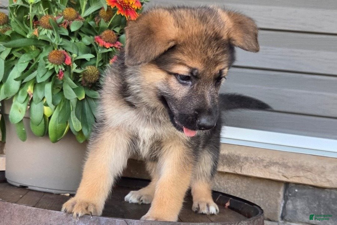 German Shepherd dogs for sale: Avery - Ad 2