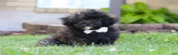 Shihpoo dogs for sale: Troy - Ad 1
