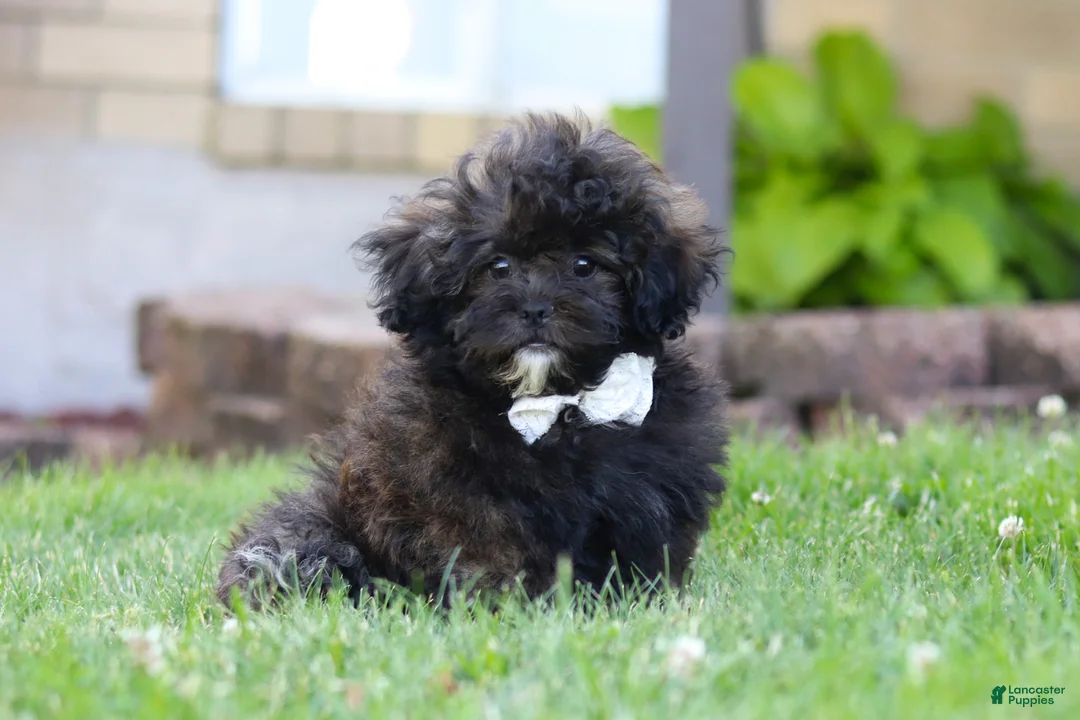 Shihpoo dogs for sale: Troy - Ad 1