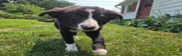 Border Collie dogs for sale: Honey - Ad 4