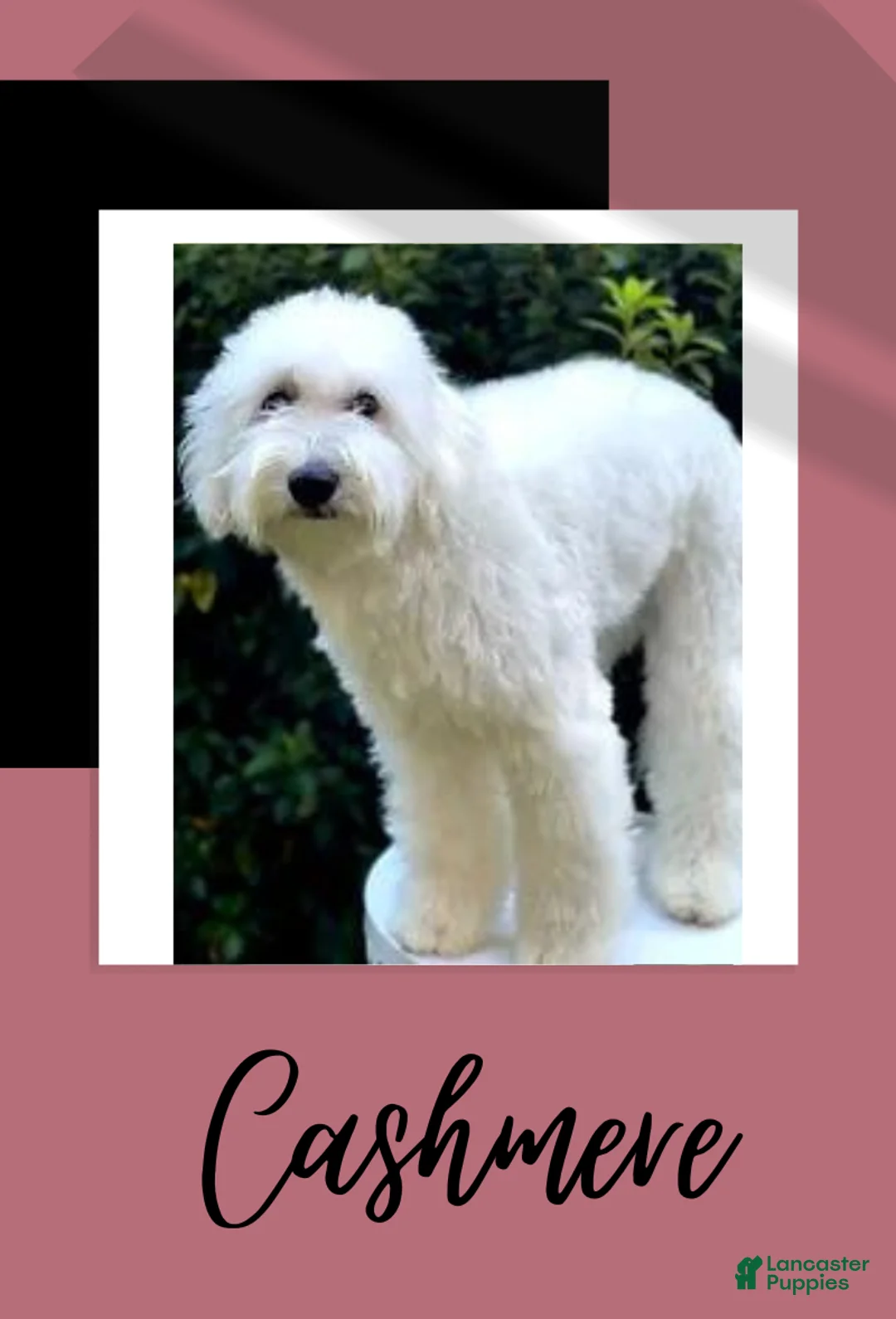 Goldendoodle dogs for sale: Bobby - Ad 2