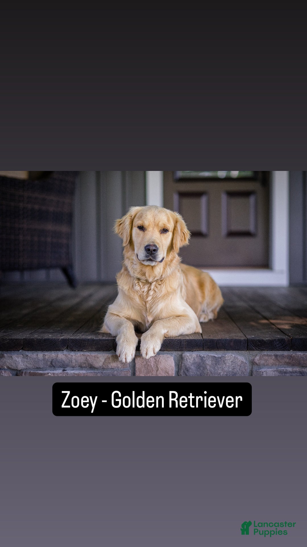 Mini Goldendoodle dogs for sale: Daisy F One - Ad 4