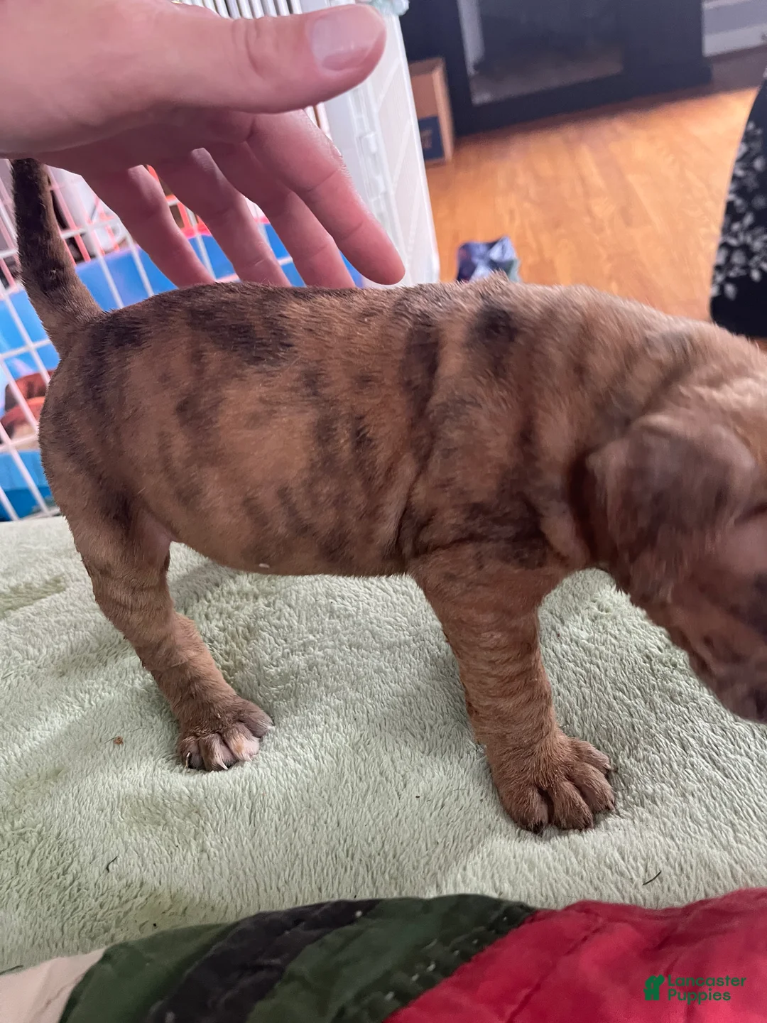 Mixed Breed dogs for sale: Runty - Ad 2