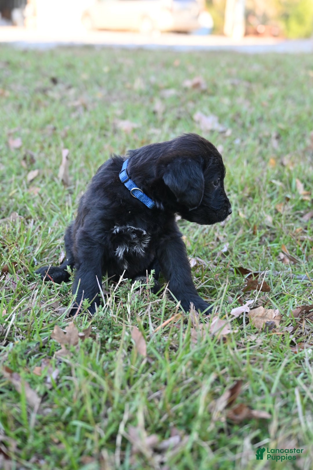 Mixed Breed dogs for sale:  Puppy 2 - Ad 3