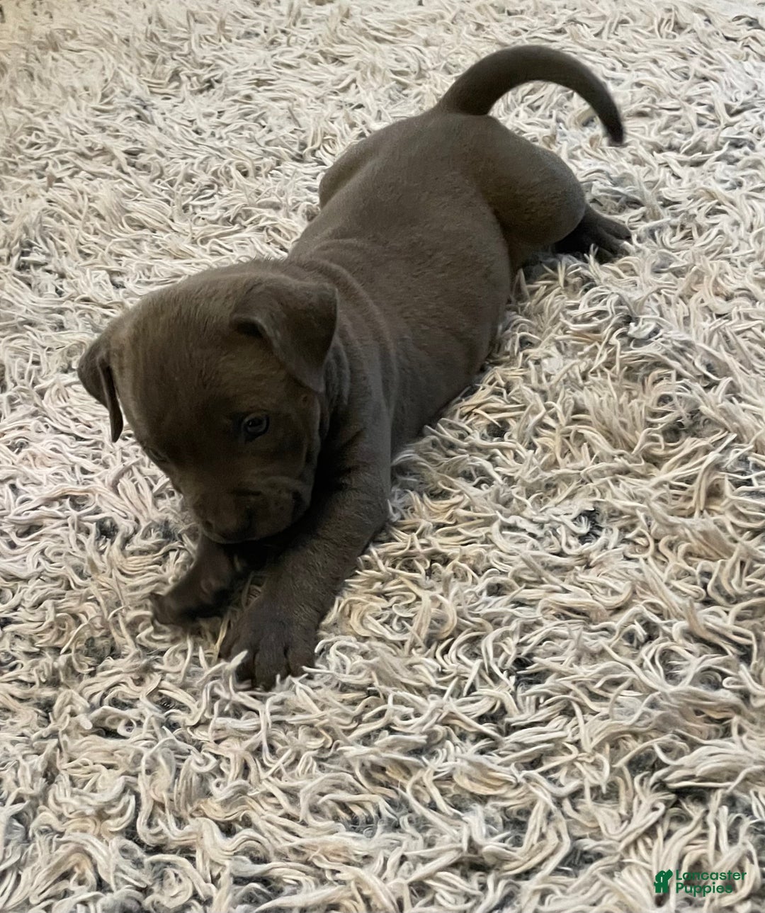 American Bully dogs for sale: Rocko - Ad 12