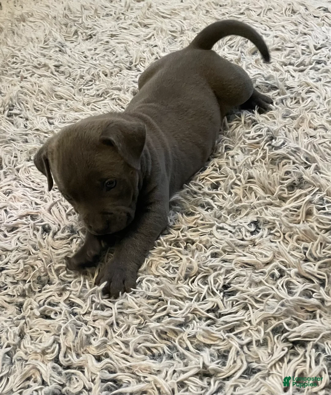 American Bully dogs for sale: Rocko - Ad 25