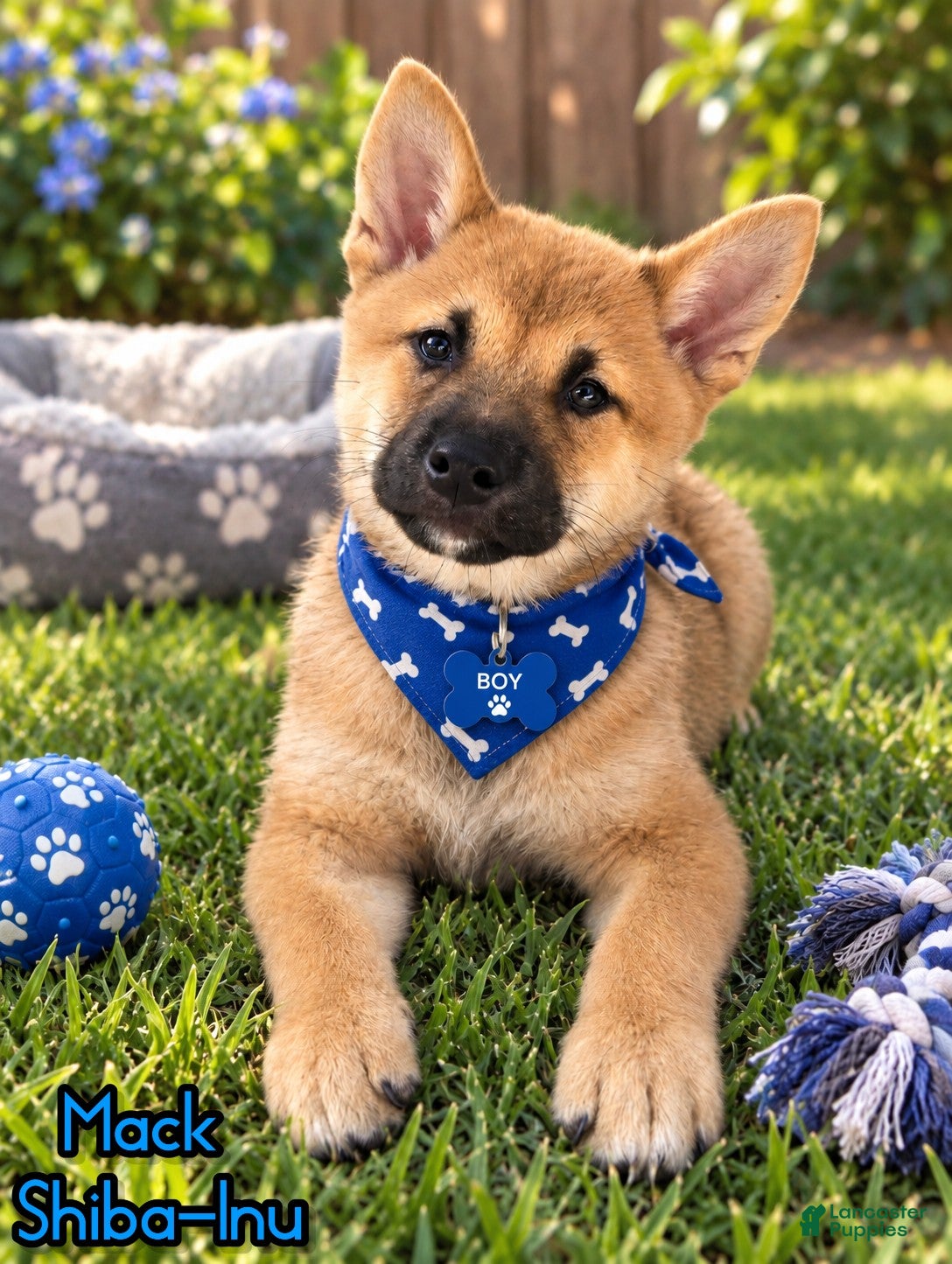 Shiba Inu dogs Mack - Ad 1