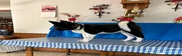Akita dogs for sale: Sparkle - Ad 3