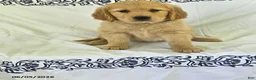 Golden Retriever dogs for sale: Peaches - Ad 4