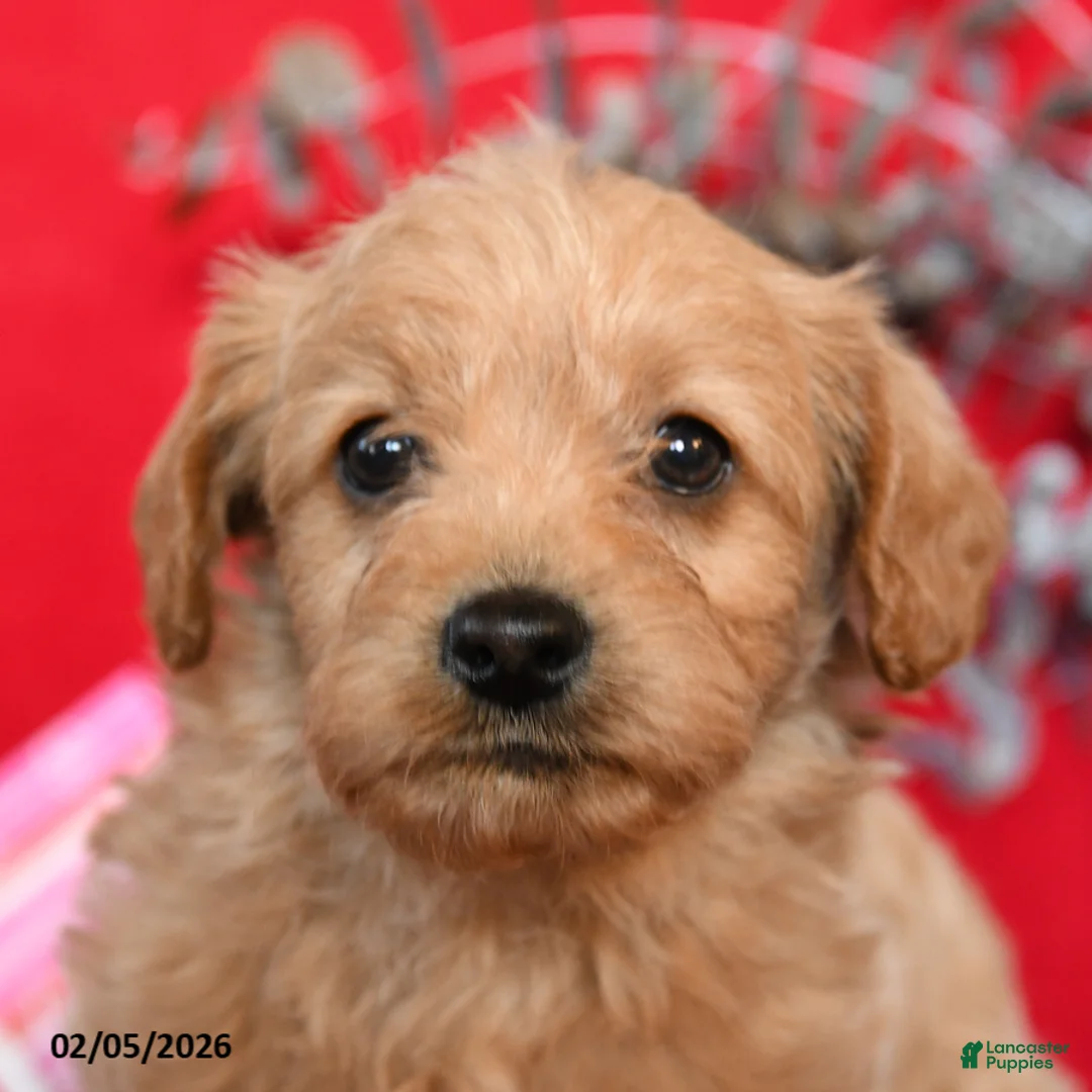 Yorkiepoo dogs for sale: Casper - Ad 3