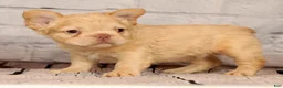 French Bulldog dogs for sale: Rolo - Ad 5