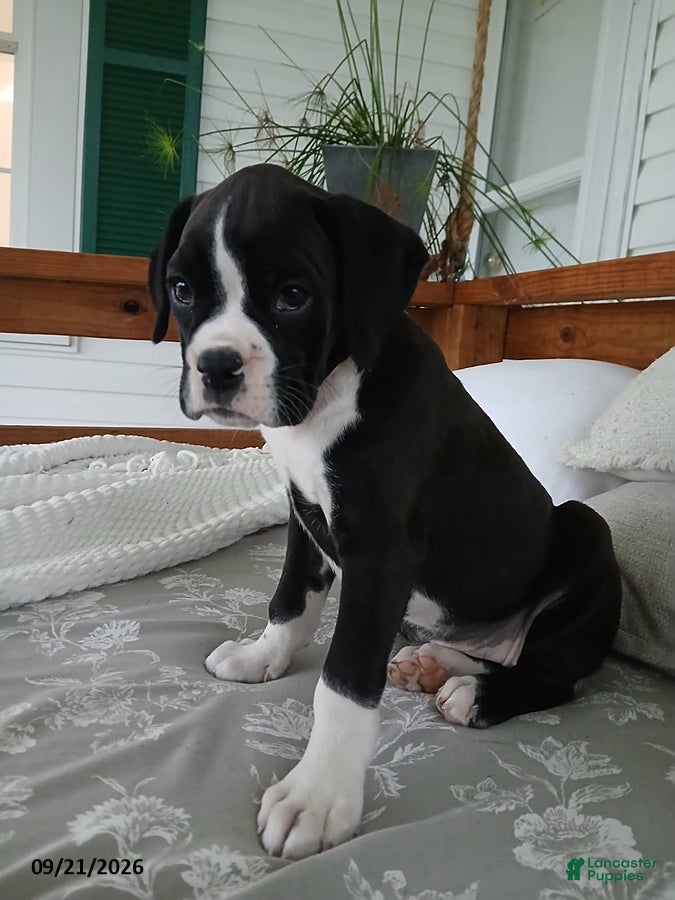 Boxer dogs Ginger - Ad 2