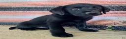 Labrador Retriever dogs for sale: Rip - Ad 8