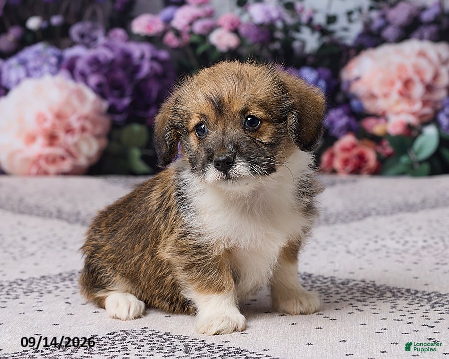Corgipoo dogs Abby - Ad 2