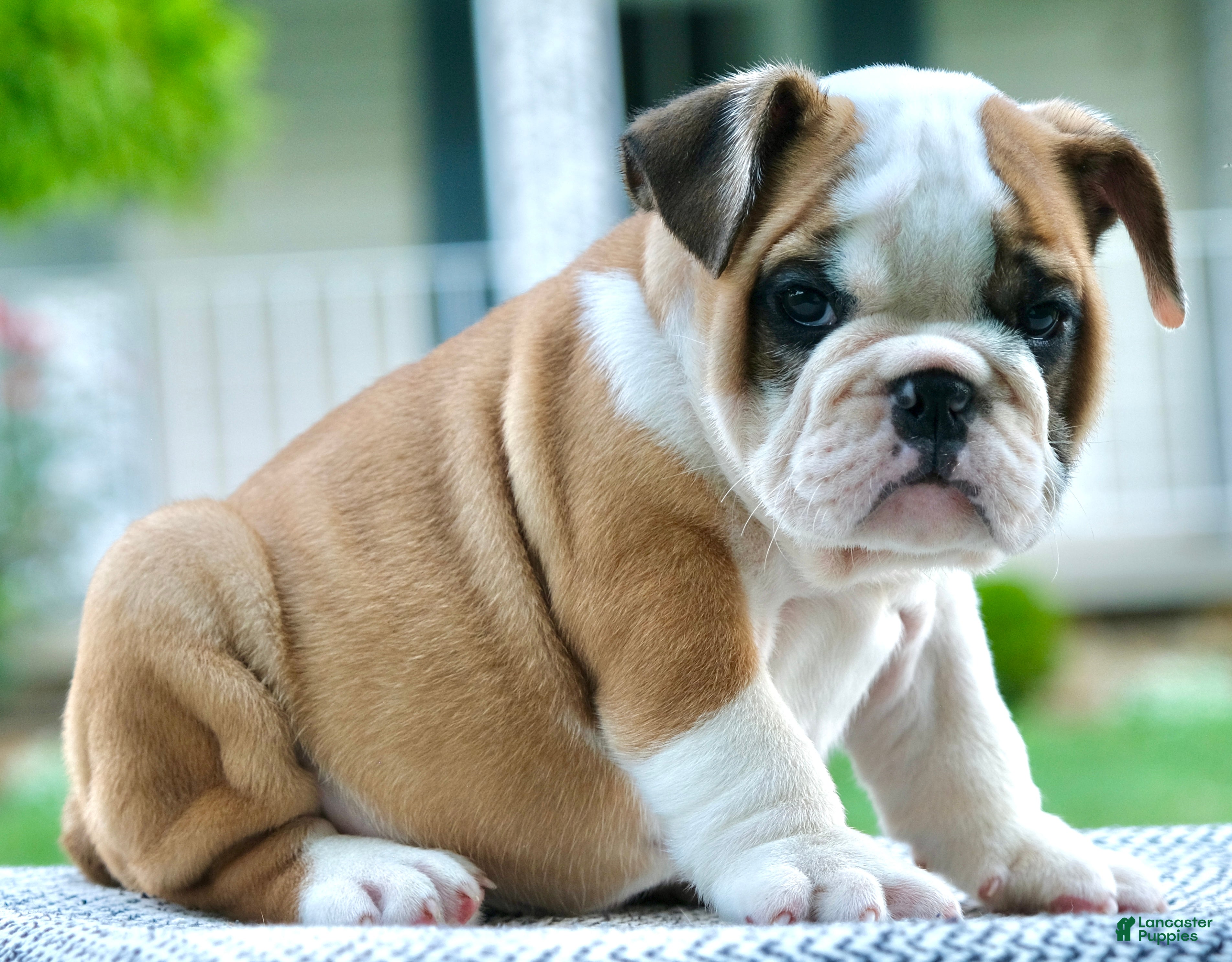 English Bulldog dogs Tucker - Ad 1