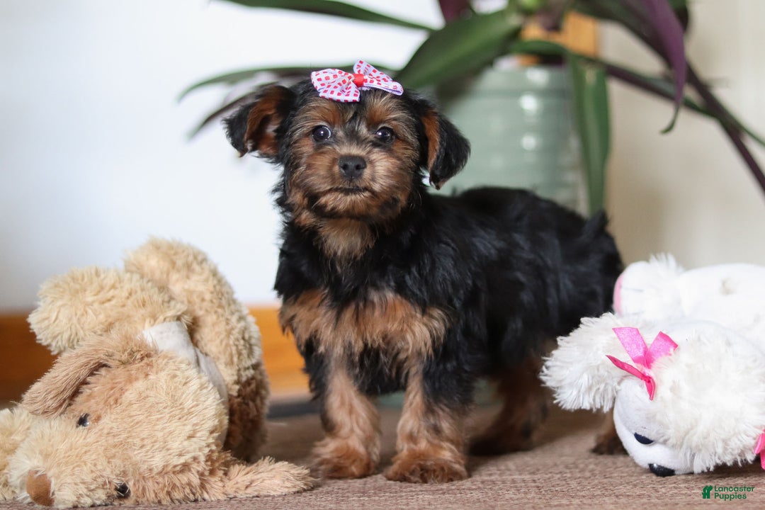 Yorkiepoo dogs for sale: Jullie - Ad 9